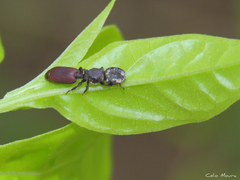 Cephalotes pallens