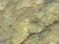 Archipsocidae