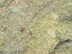 Archipsocidae