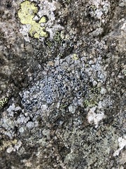 Lecanora gangaleoides