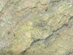Archipsocidae