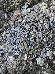 Lecanora gangaleoides