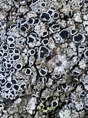 Lecanora gangaleoides