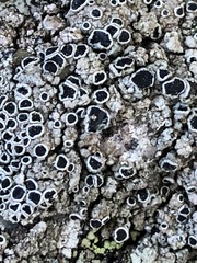 Lecanora gangaleoides