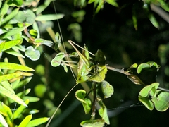 Conocephalus bilineatus
