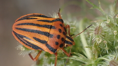 Graphosoma semipunctatum