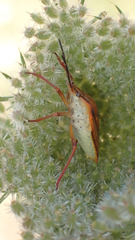 Graphosoma semipunctatum