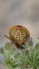 Graphosoma semipunctatum