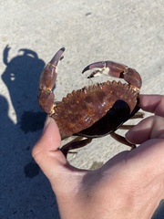 Metacarcinus anthonyi