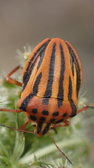Graphosoma semipunctatum