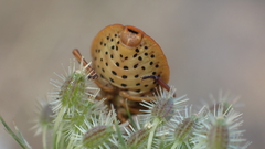 Graphosoma semipunctatum