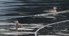 Tachybaptus ruficollis poggei