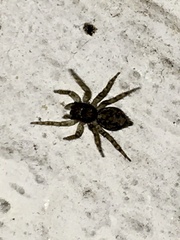 Saitis variegatus