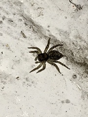 Saitis variegatus