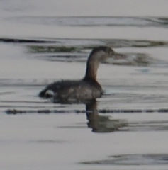 Tachybaptus ruficollis poggei