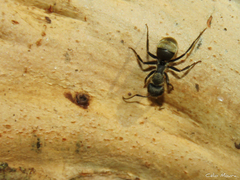 Camponotus arboreus