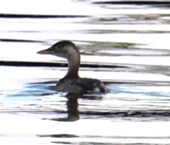 Tachybaptus ruficollis poggei