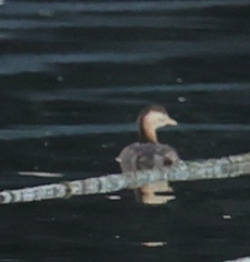 Tachybaptus ruficollis poggei