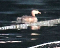 Tachybaptus ruficollis poggei