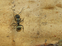 Camponotus arboreus