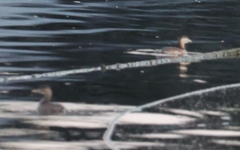 Tachybaptus ruficollis poggei