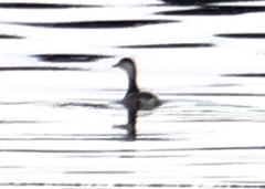 Tachybaptus ruficollis poggei