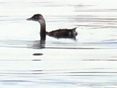 Tachybaptus ruficollis poggei