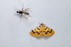 Dichocrocis clytusalis