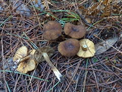 Lactarius fallax