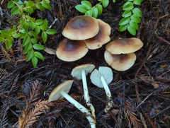 Rhodocollybia oregonensis