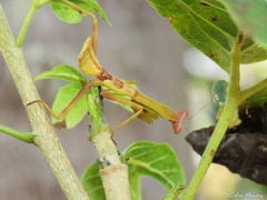 Stagmatoptera