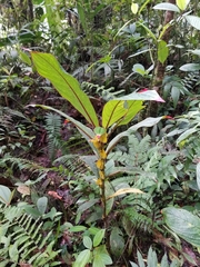 Columnea