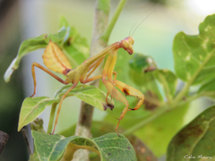 Stagmatoptera