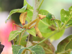 Stagmatoptera