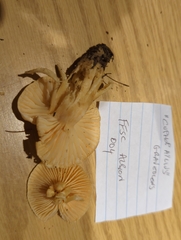 Hygrophorus graveolens