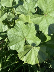 Malva parviflora