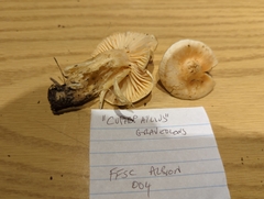 Hygrophorus graveolens