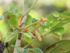 Stagmatoptera