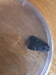 Proteuxoa tetronycha