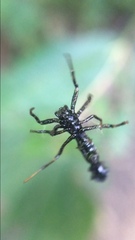 Micrathena spitzi