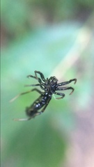 Micrathena spitzi
