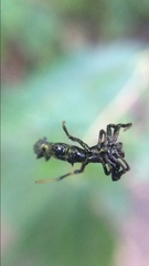 Micrathena spitzi