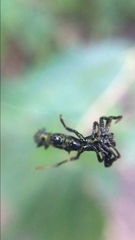 Micrathena spitzi