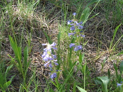 Penstemon virens