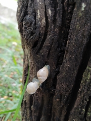 Plagiodontes