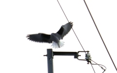 Elanus caeruleus vociferus