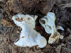 Ossicaulis lignatilis
