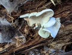 Ossicaulis lignatilis
