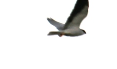 Elanus caeruleus vociferus