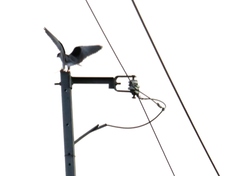 Elanus caeruleus vociferus